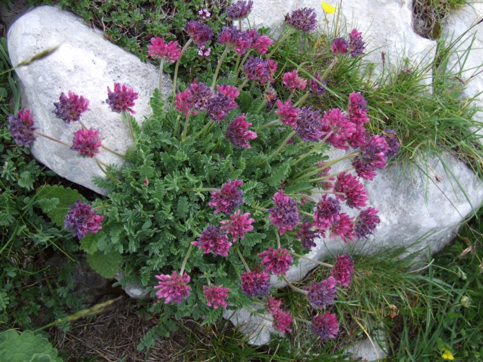 Anthyllis montana ssp. atropurpurea  / Vulneraria montana